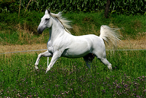 Lusitano 50  (20)